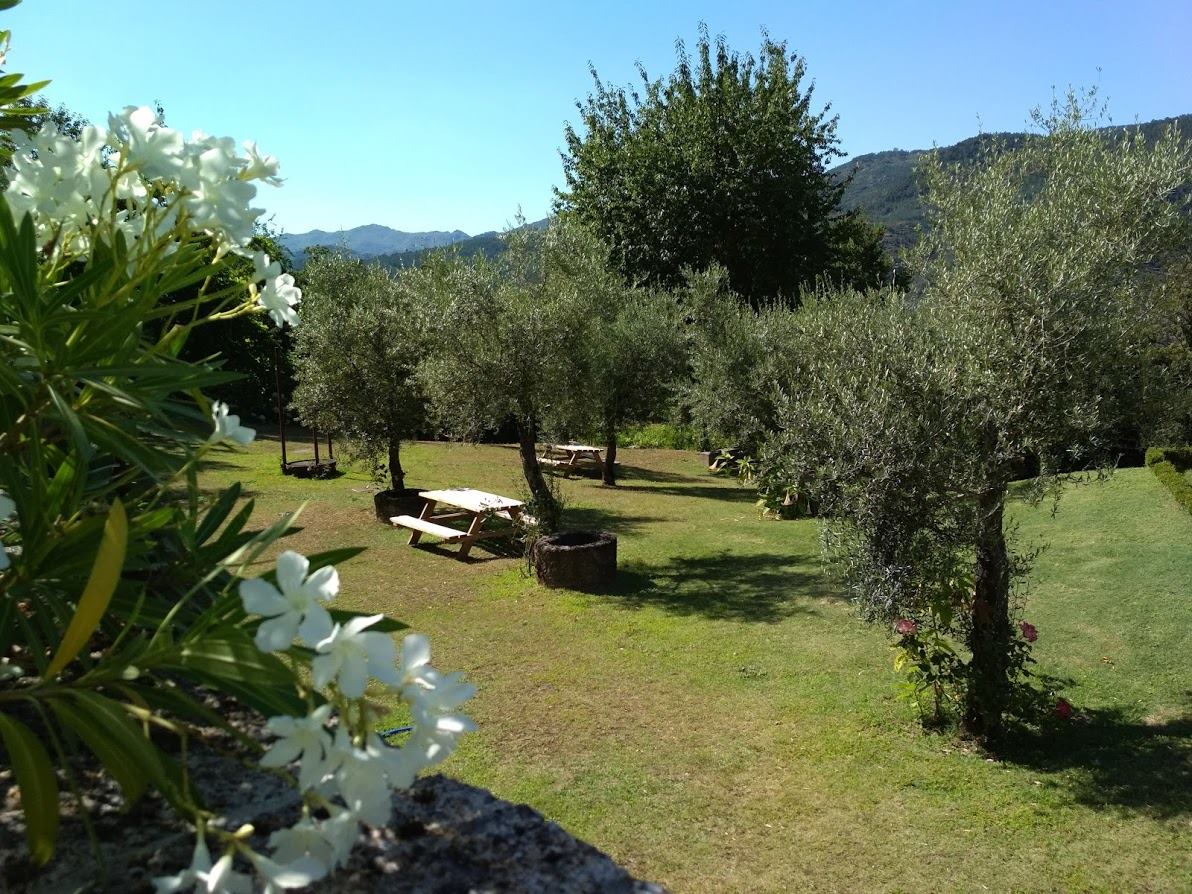 Jardim com oliveiras